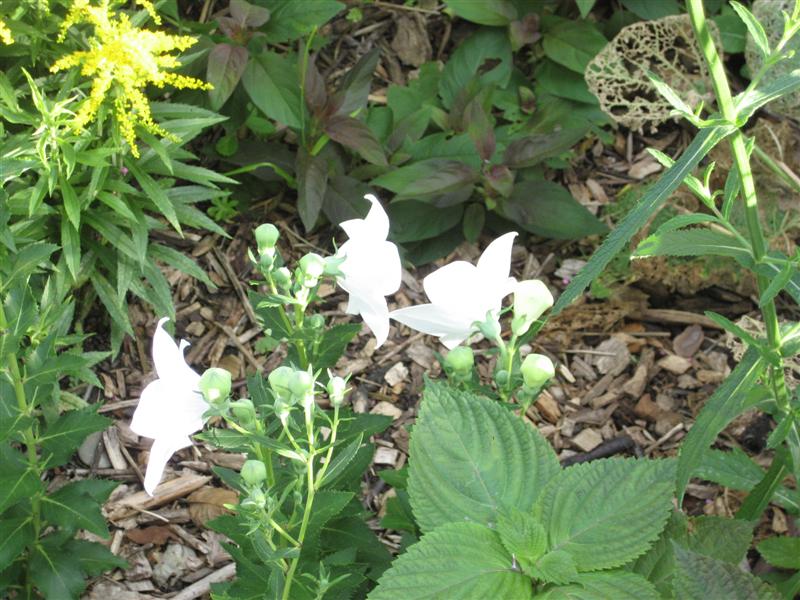 Platycodon grandiflorus Platycodon_grandiflora_flowers_and_leaves.JPG