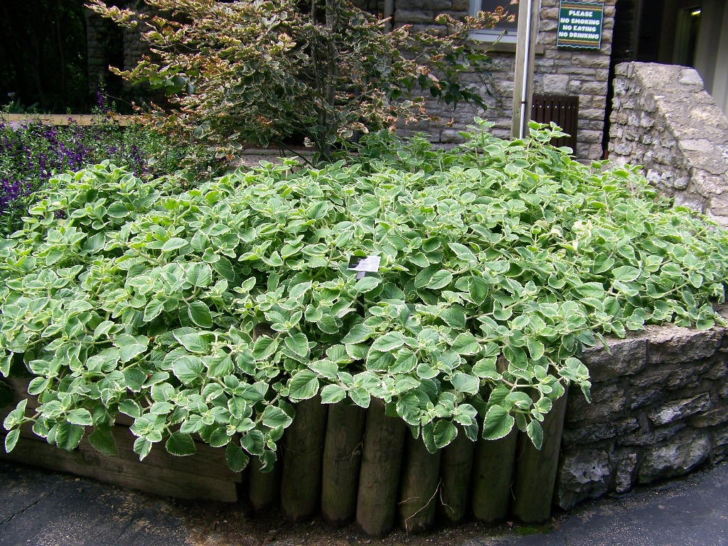 Picture of Plectranthus  'Nicodemus' Nicodemus Swedish Ivy