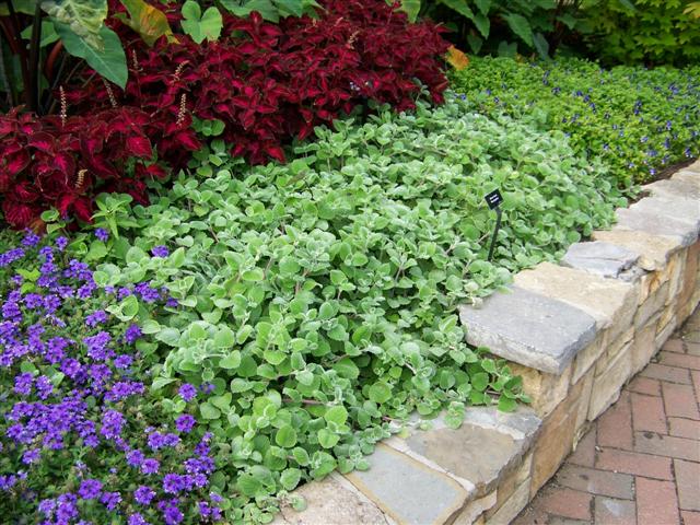 Picture of Plectranthus argentatus 'Silver Crest' Silver Crest Plectranthus