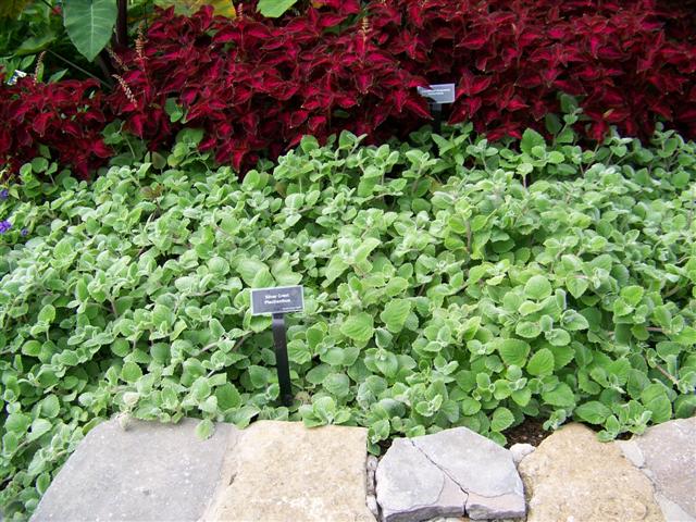 Picture of Plectranthus argentatus 'Silver Crest' Silver Crest Plectranthus