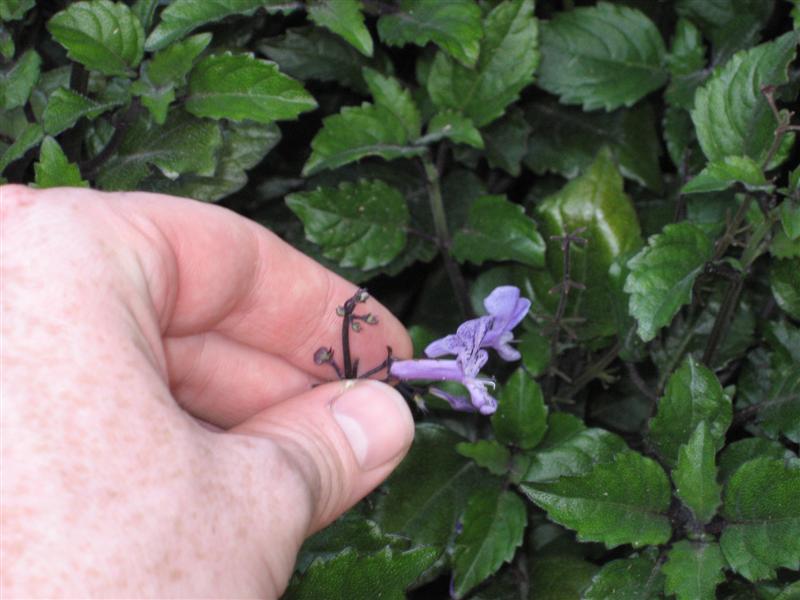 Plectranthus  Plectranthus_Mona_Lavender_flower.JPG