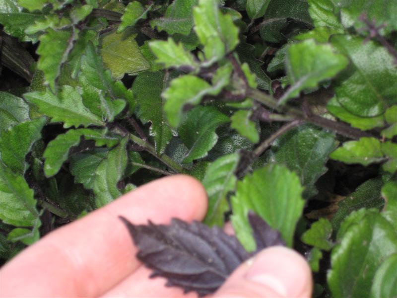 Plectranthus  Plectranthus_Mona_Lavender_leaf_underside.JPG