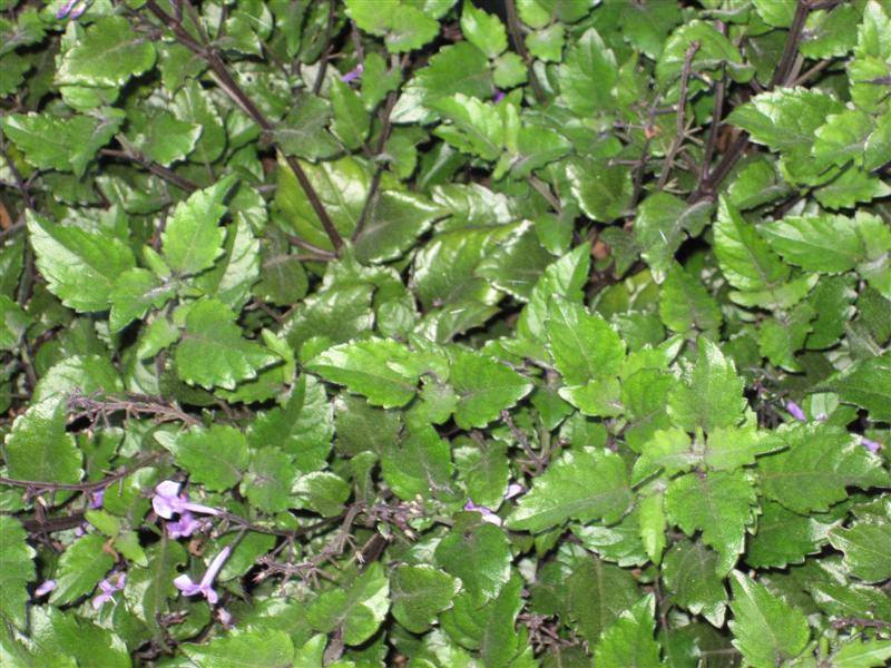 Plectranthus  Plectranthus_Mona_Lavender_plant.JPG