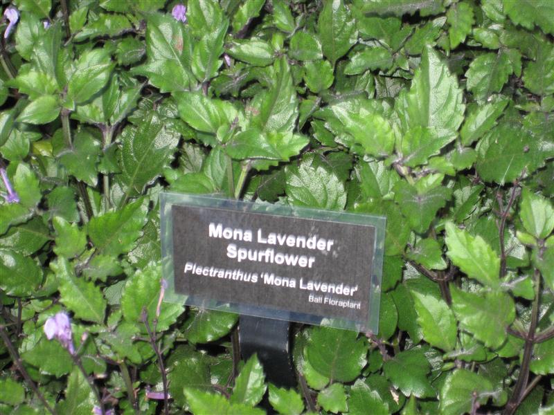 Plectranthus  Plectranthus_Mona_Lavender_sign.JPG