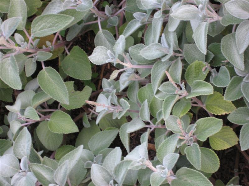 Plectranthus  Plectranthus_silver_shield_close.JPG