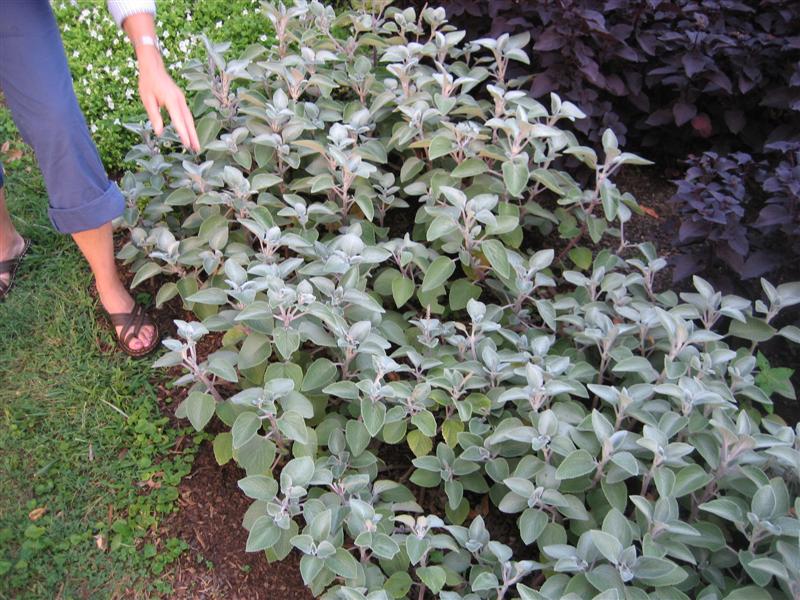 Plectranthus  Plectranthus_silver_shield_cluster.JPG