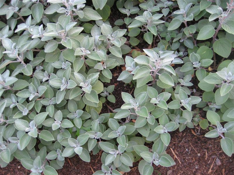 Plectranthus  Plectranthus_silver_shield_plant.JPG