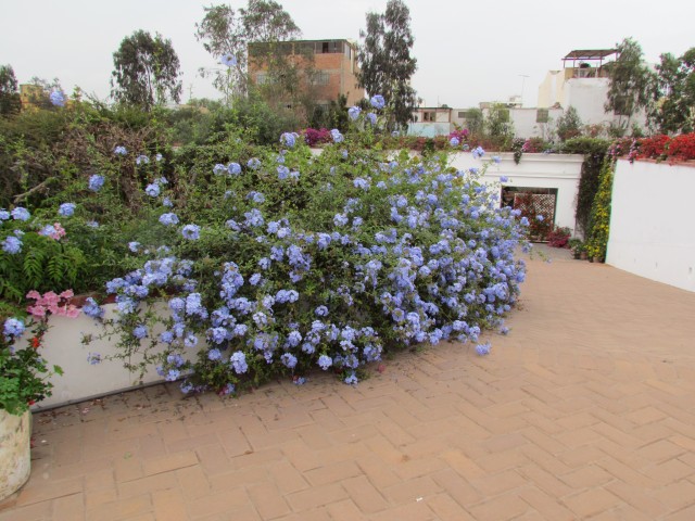 Ceratostigma plumbaginoides PlumbagoPlanting1.JPG