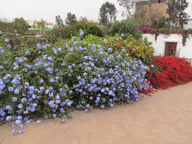 Ceratostigma plumbaginoides PlumbagoPlanting2.JPG