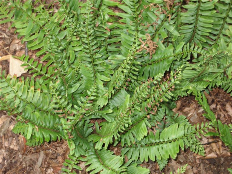 Polystichum acrostichoides Polystichum_acrostichoides_base.JPG