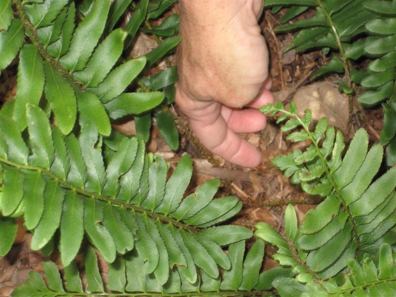 Polystichum acrostichoides Polystichum_acrostichoides_bottom.JPG