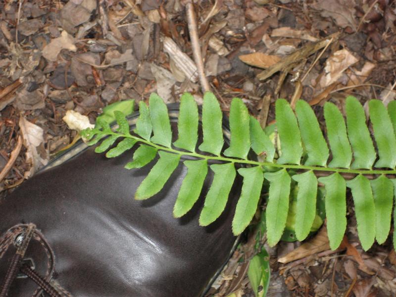 Polystichum acrostichoides Polystichum_acrostichoides_leaf.JPG