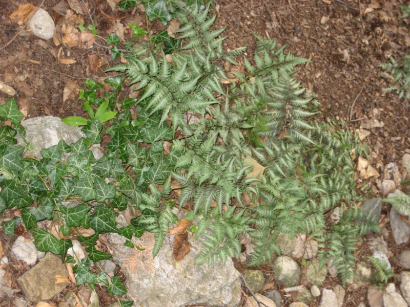 Polystichum acrostichoides Polystichum_acrostichoides_top.JPG