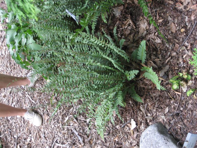 Polystichum acrostichoides Polystichum_scrostichoides_side.JPG