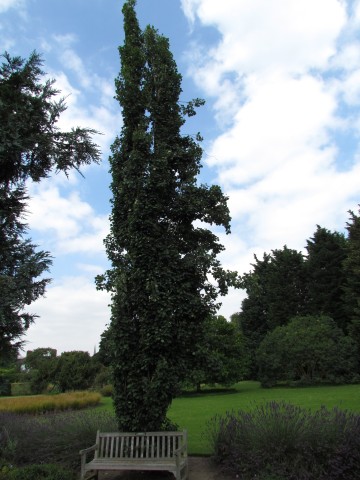 Populus tremula PopulusTremulaErectaCUBG1.JPG