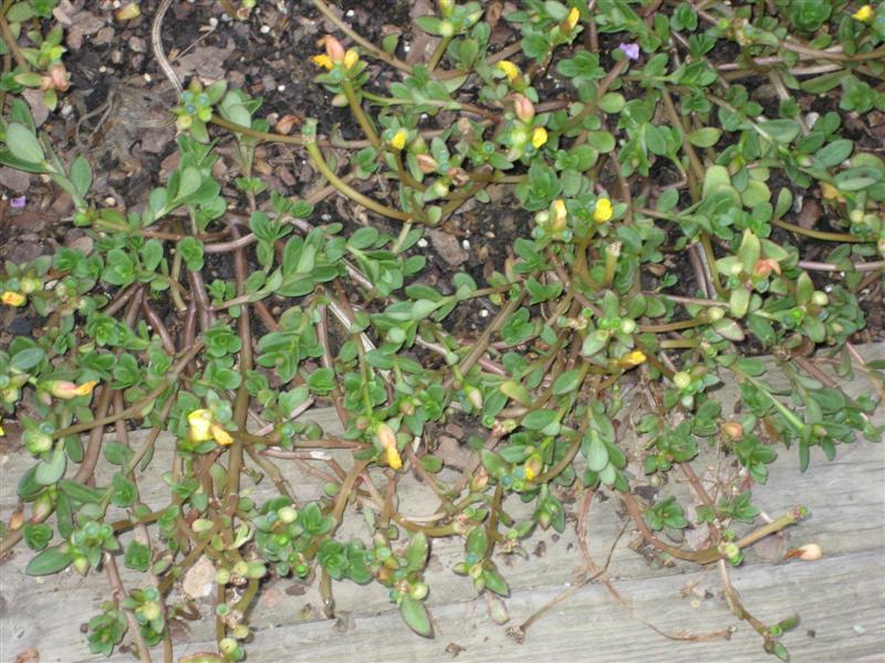 Portulaca grandiflora Portulaca.JPG