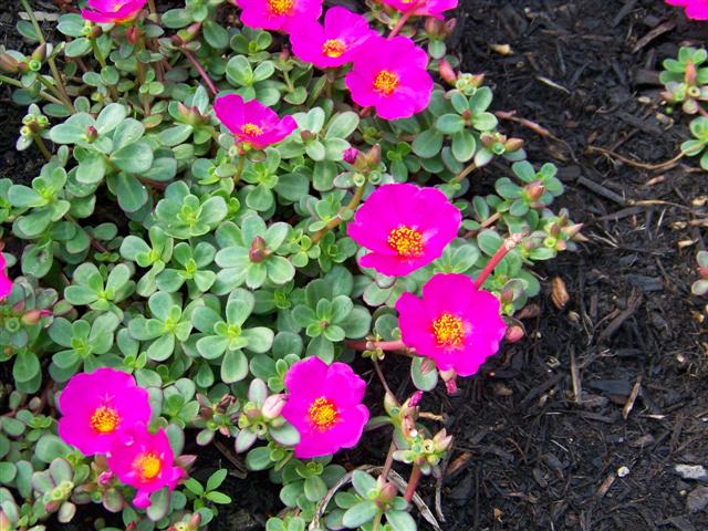 Picture of Portulaca  Cupcake Grape Jelly Cupcake Grape Jelly Moss Rose