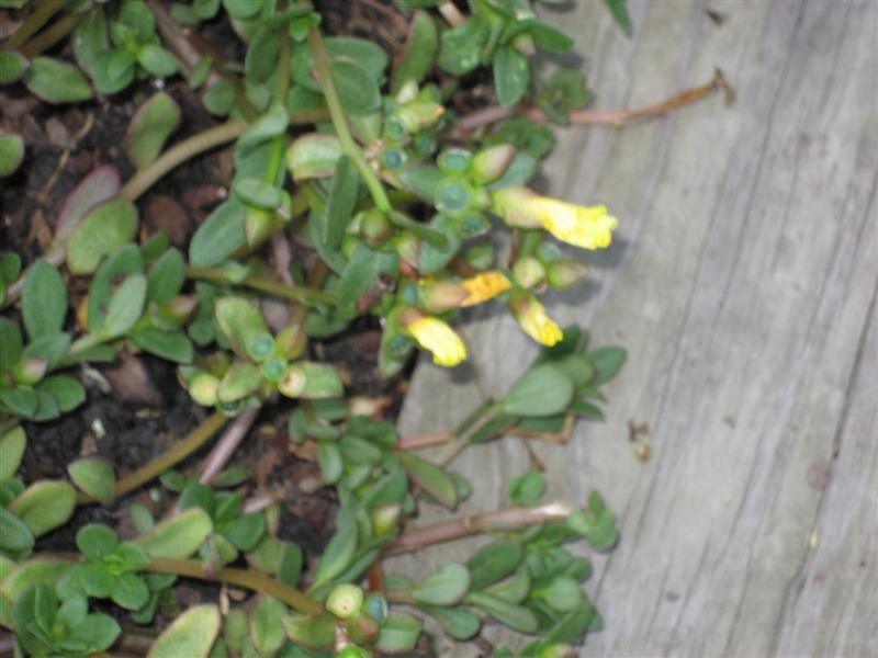 Portulaca grandiflora Portulaca_flowers.JPG