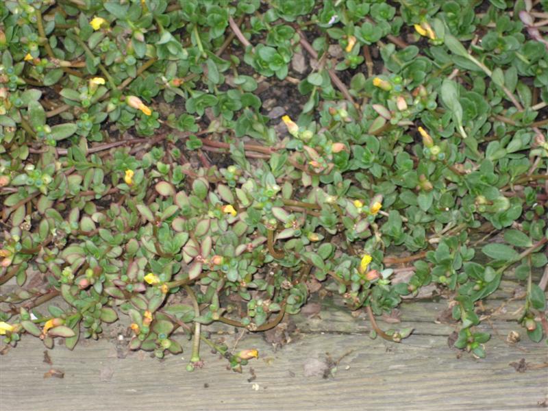 dichotomous key for plants. portulaca dichotomous key of