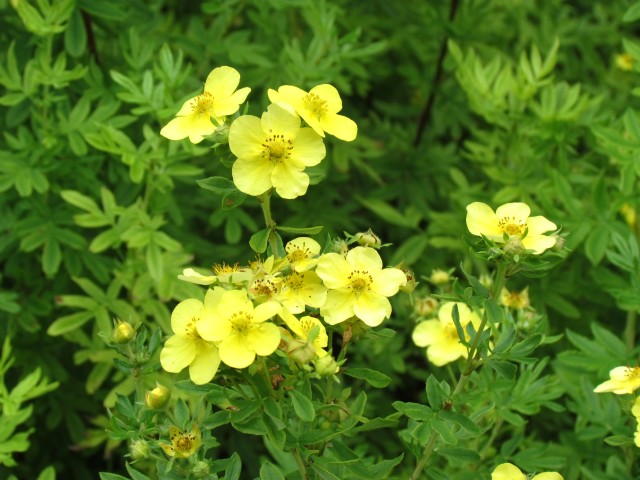 Potentilla fruticosa PotentillaFruiticosaRigidaFlowerCUBG.JPG