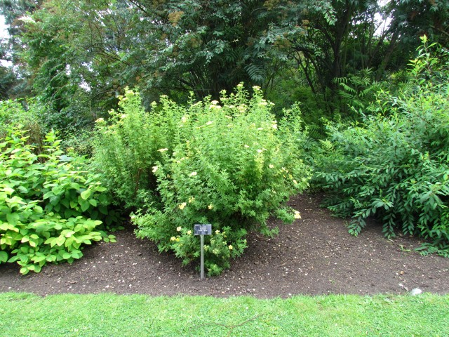 Potentilla fruticosa PotentillaFruiticosaRigidaFullCUBG.JPG