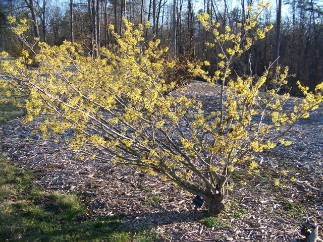 Hamamelis mollis PrintonGoldWitchhazel.JPG