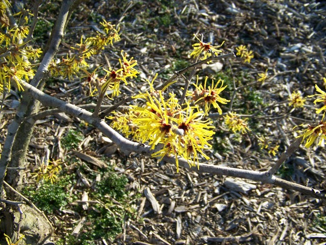 Hamamelis mollis PrintonGoldflowers.JPG