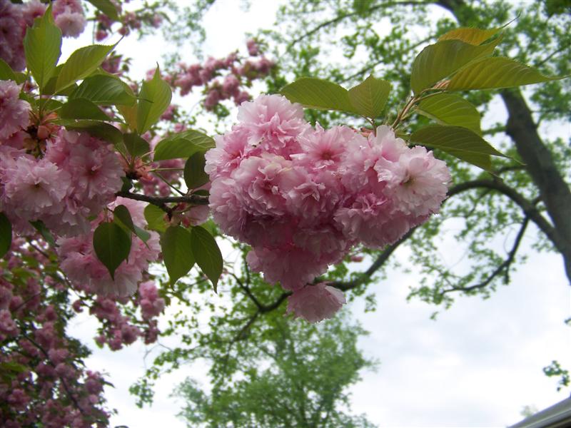 kwanzan flowering cherry tree pictures. Prunus serrulata #39;Kwanzan#39;