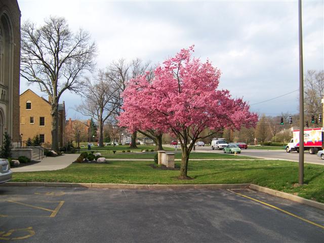 Picture of Prunus incisa x campanulata 'Okame' Okame Cherry