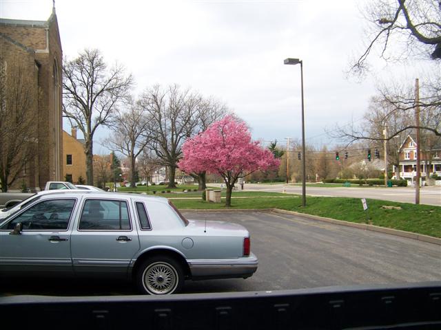 Picture of Prunus incisa x campanulata 'Okame' Okame Cherry