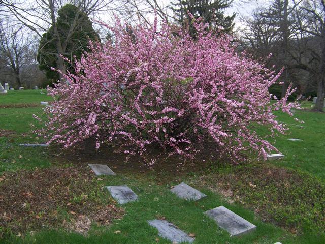 Picture of Prunus glandulosa 'Rosea Plena' Dwarf Flowering Almond