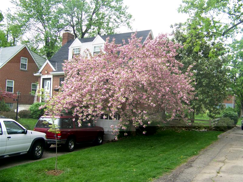 Picture of Prunus serrulata 'Kwanzan' Kwanzan Double Flowering Cherry