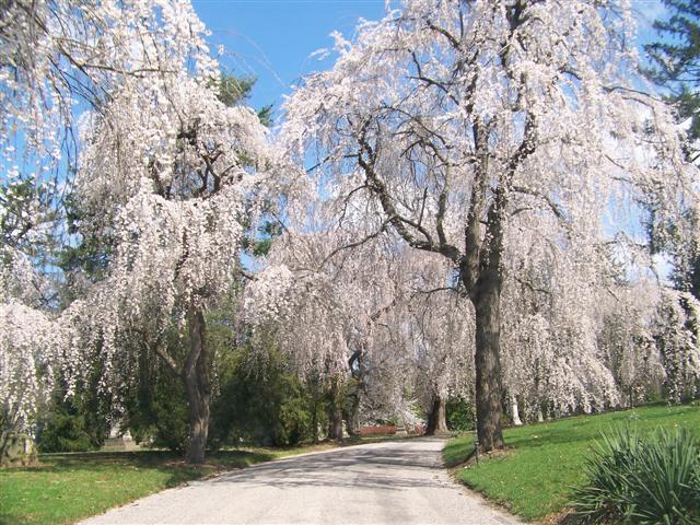 Picture of Prunus subhirtella var. pendula  Weeping Cherry