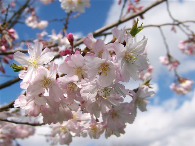 Picture of Prunus subhirtella 'Autumnalis' Autumn Flowering Higan Cherry