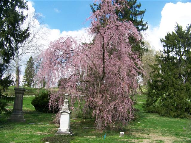 Picture of Prunus subhirtella Pendula Rosea Pink Flowering Weeping Cherry