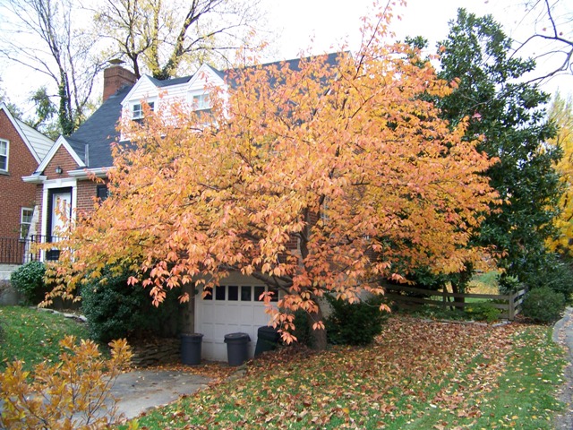 Picture of Prunus serrulata 'Kwanzan' Kwanzan Double Flowering Cherry