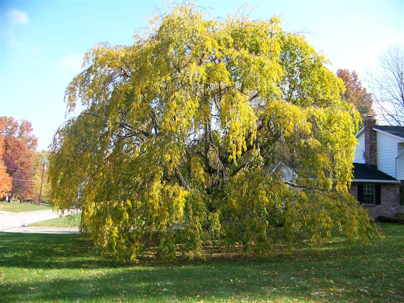 Picture of Prunus subhirtella var. pendula  Weeping Cherry