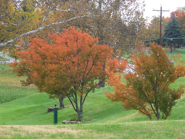 Picture of Prunus incisa x campanulata 'Okame' Okame Cherry