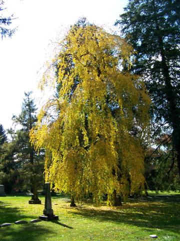 Picture of Prunus subhirtella var. pendula  Weeping Cherry