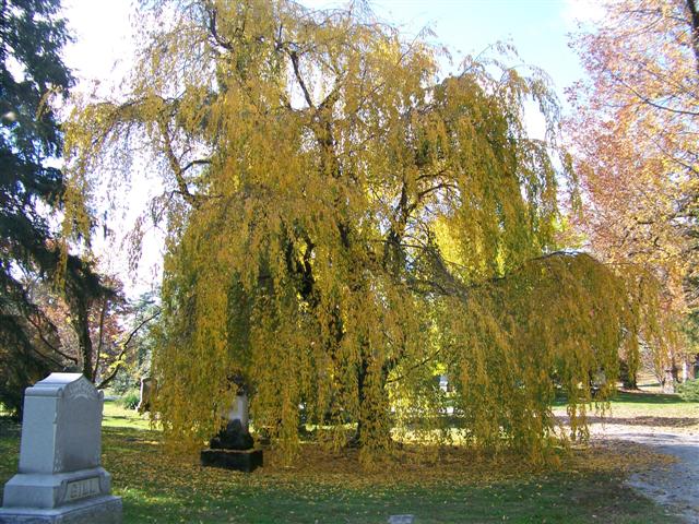 Picture of Prunus subhirtella var. pendula  Weeping Cherry