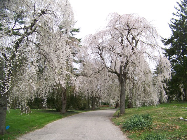 Prunus subhirtella var. pendula Prunussubhirtellapendula.JPG