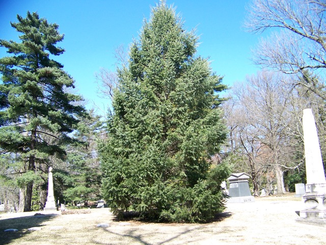 Picture of Pseudotsuga menziesii  Douglasfir