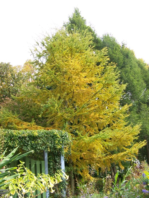 Picture of Pseudolarix kaempferi  Golden Larch