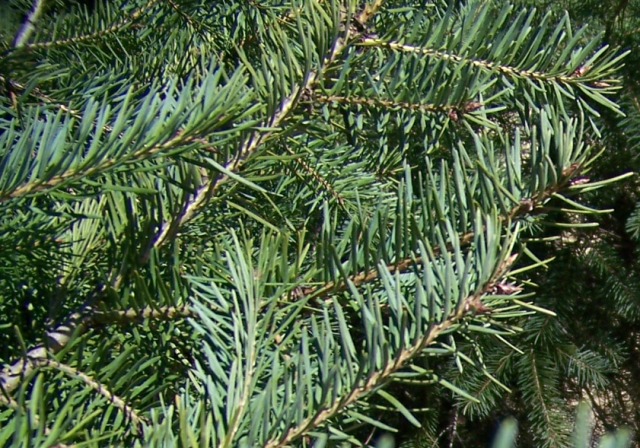 Picture of Pseudotsuga menziesii  Douglasfir