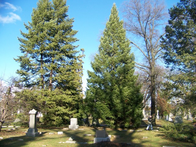 Picture of Pseudotsuga menziesii  Douglasfir