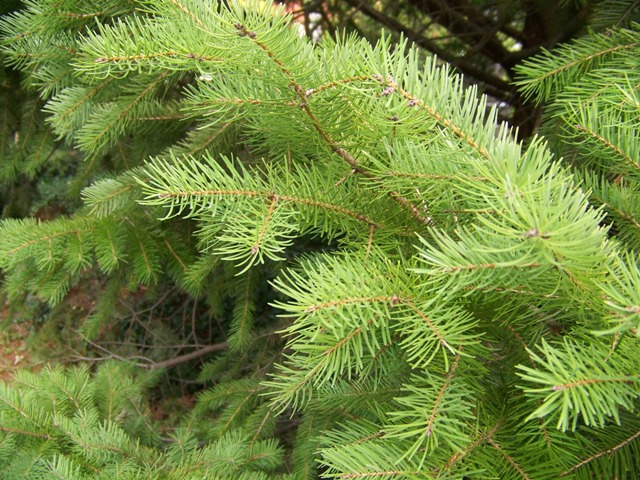 Pseudotsuga menziesii Pseudotsuga.menziezii.foliage.JPG