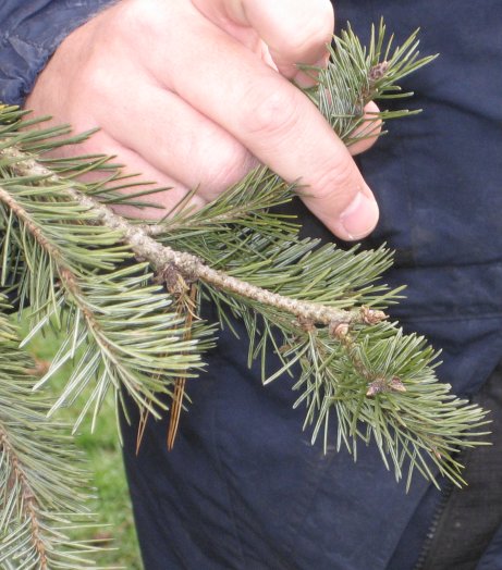 Picture of Pseudotsuga menziesii  Douglasfir