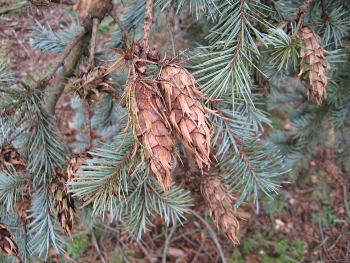 Picture of Pseudotsuga menziesii  Douglasfir