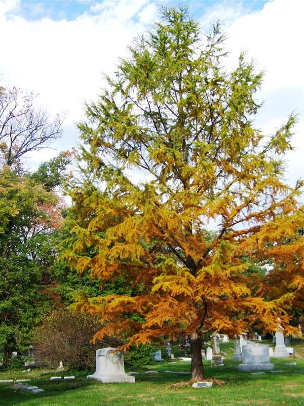 Picture of Pseudolarix kaempferi  Golden Larch