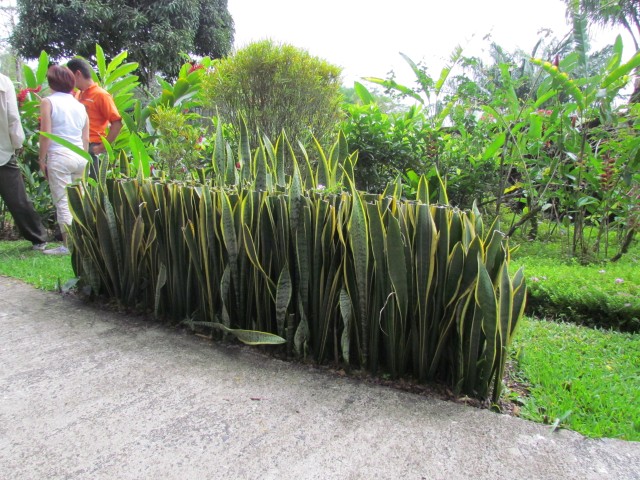 Sansevieria trifasciata PuraVidaSansiveriaTrifasciata2.JPG